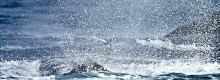 Il canto delle Balene rischia di essere muto