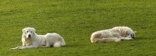 Marianna muore e il suo cane la segue