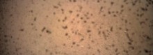 Insight sbarca su Marte