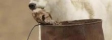 Orsi in cerca di cibo invadono la cittadina russa