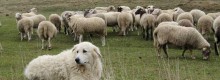 La crisi del latte