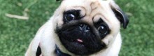 Germania: pignorano il cane