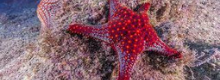 Influencer fa morire 31 stelle marine per una foto
