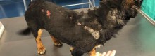 Sassari, cagnolino dato a fuoco rischia la vista
