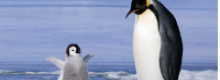 25 Aprile giornata mondiale del Pinguino