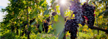 Vigne in Ginocchio in Sardegna
