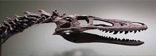 In Sardegna i pi� antichi esseri  Vertebrati