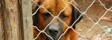 Canile Europa: Appello per Adottare i cani