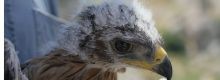 La Sicilia dona un'aquila di Bonelli alla Sardegna