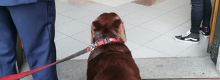 Il prete non fa entrare il cane in Chiesa