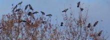Sardegna invasa anche dalle cornacchie