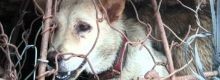 Un anno di carcere per chi mangia carne di cane