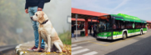 Cani e gatti gratis sul bus