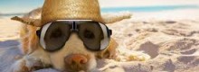 Tar, i cani possono andare in spiaggia