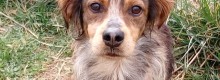 Attivo sito   per adottare un cane a Cagliari
