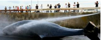 Giappone: riprende la caccia alle balene
