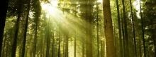 La pratica del Forest Bathing