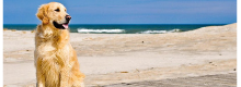 Cani al mare si o no