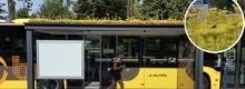 In Olanda le fermate dell'autobus aiutano le api
