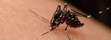 Zanzare. Il caff� � un ottimo repellente naturale