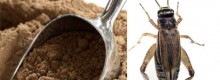 La pasta del futuro? Sar� a base di insetti