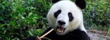 18 panda festeggiano un anno in Cina