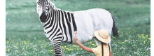 La Magia delle foto surreali di animali e cibo