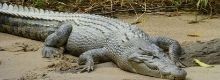 Coccodrillo scomparso da un circo nel nuorese
