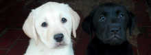Oggi � la giornata del cane