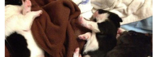 rischia la vita ma salva dei cuccioli