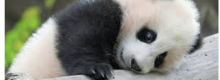 Cuccioli di panda nati in Germania