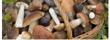 Autunno, con vino, funghi e castagne