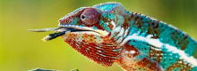 La pelle che cambia colore � in fase di studio