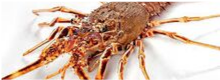 Tempi di attesa per le prelibatezze del mare