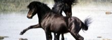 Le specie animali sarde