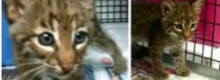 Sembrava un tenero gattino paffutello!