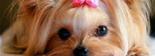 Contributo per la sterilizzazzione delle cagnette