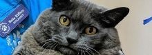 Cinder: il gatto sovrappeso si mette a dieta