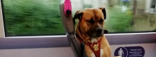 Triste cagnolina sale su un bus e trova casa