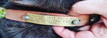 Labrador goloso si autoinvita a una festa