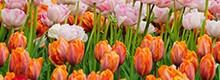 Ponte di Ognissanti: spese per fiori e viaggi