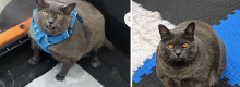 Star di internet: Cinder Block gatto a dieta