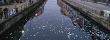 Un fiume di banconote da 100 euro a Milano