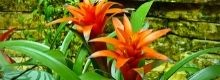 Le piante? Anche loro provano dolore