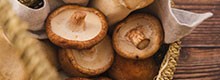 I consigli dei micologi della Ats Assl Olbia