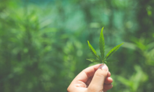 Coltivare cannabis? Non  reato