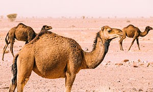 Australia: 10mila cammelli saranno abattuti