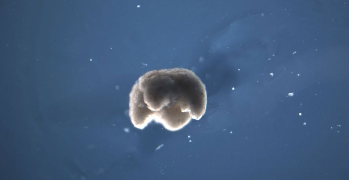 Prossima Fermata