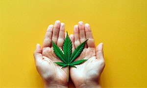 Cannabis via libera: ecco le percentuali