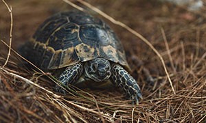 100 tartarughe per salvare la specie